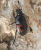Hister quadrimaculatus